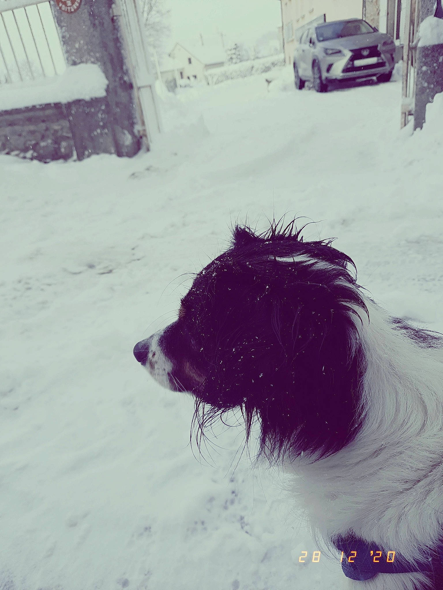 Triskel participe au concours pour gagner de l'argent avec cette photo : canidae, car, carnivore, companion_dog, dog, dog_breed, freezing, liver, snout, snow, sporting_group, tail, terrier, tints_and_shades, tire, toy_dog, wheel, white, winter, working_animal