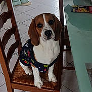 Arès participe au concours pour gagner de l'argent avec cette photo : dog, beagle, sweater, chair, wooden_chair, tile_floor, indoor, cage, pet_bowl, glass_table, footwear, slipper, table, food_bowl, window, curtain, person, paw, pet, furniture