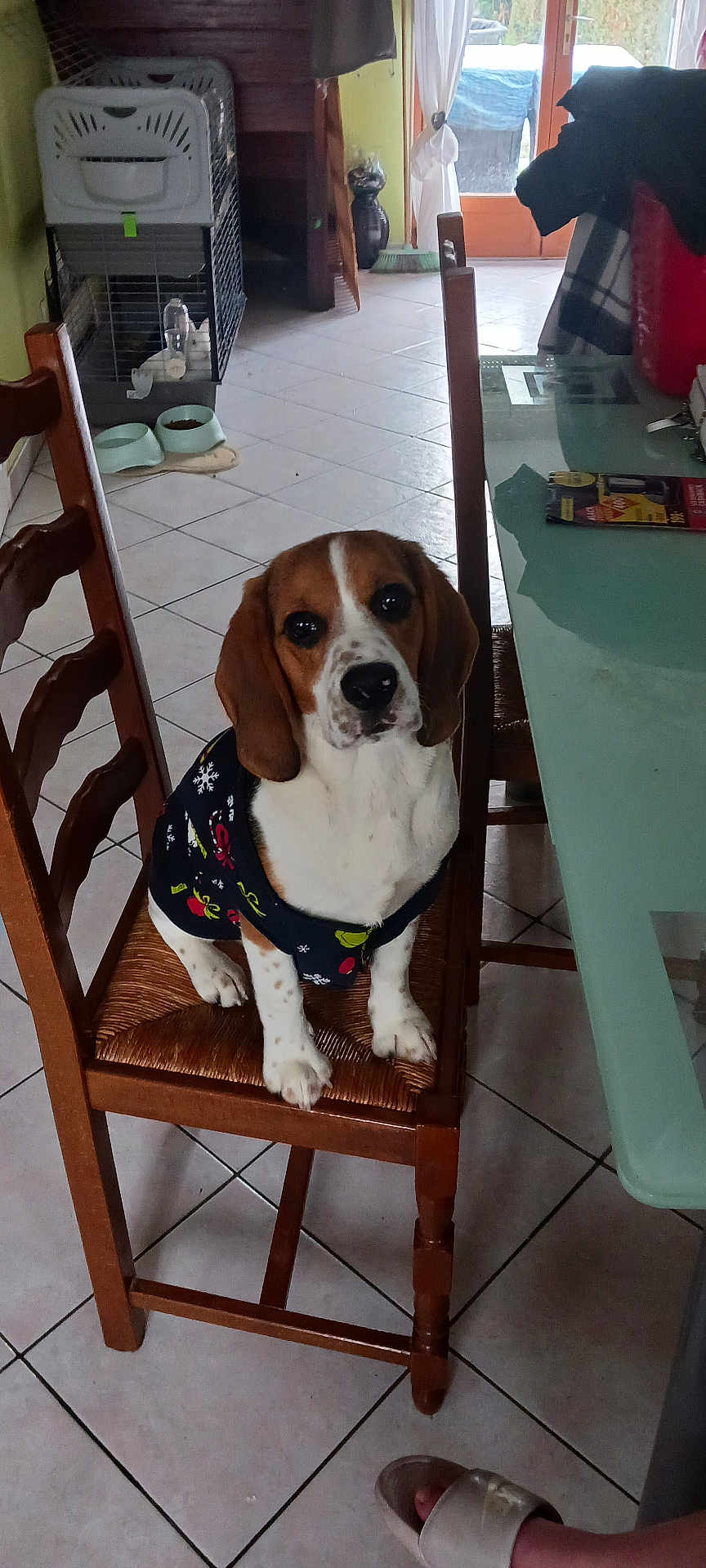 Arès participe au concours pour gagner de l'argent avec cette photo : dog, beagle, sweater, chair, wooden_chair, tile_floor, indoor, cage, pet_bowl, glass_table, footwear, slipper, table, food_bowl, window, curtain, person, paw, pet, furniture