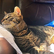 Bruno is registered to the contest to win money with this photo: tabby_cat, cat, feline, striped_fur, collar, leather_chair, brown, sunlight, indoor, relaxed, pet, whiskers, ear, paw, patterned_paper, domestic_animal, closeup, resting, side_view, furniture
