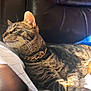 tabby_cat, cat, feline, striped_fur, collar, leather_chair, brown, sunlight, indoor, relaxed, pet, whiskers, ear, paw, patterned_paper, domestic_animal, closeup, resting, side_view, furniture