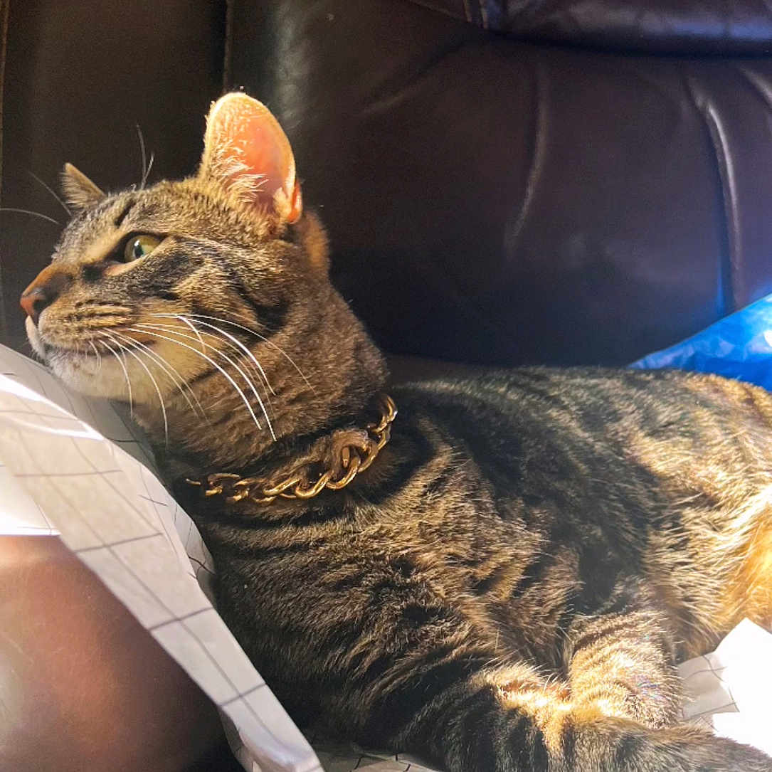 Bruno is registered to the contest to win money with this photo: brown, cat, closeup, collar, domestic_animal, ear, feline, furniture, indoor, leather_chair, patterned_paper, paw, pet, relaxed, resting, side_view, striped_fur, sunlight, tabby_cat, whiskers