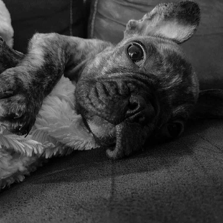 Tigrou participe au concours pour gagner de l'argent avec cette photo : animal, black_and_white, blanket, brindle, close_up, couch, cozy, cute, dog, ears, fur, indoor, looking, paw, pet, portrait, relaxed, resting, soft, texture