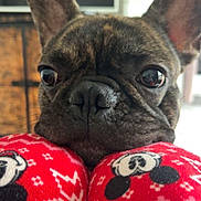 Tigrou a rejoint le concours — aidez-le/la à gagner de superbes lots ! dog, french_bulldog, close_up, face, ears, pajamas, mickey_mouse, red, pattern, indoor, cozy, pet, animal, cute, snout, whiskers, soft_texture, relaxed, home, background_blur