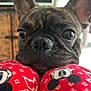 dog, french_bulldog, close_up, face, ears, pajamas, mickey_mouse, red, pattern, indoor, cozy, pet, animal, cute, snout, whiskers, soft_texture, relaxed, home, background_blur