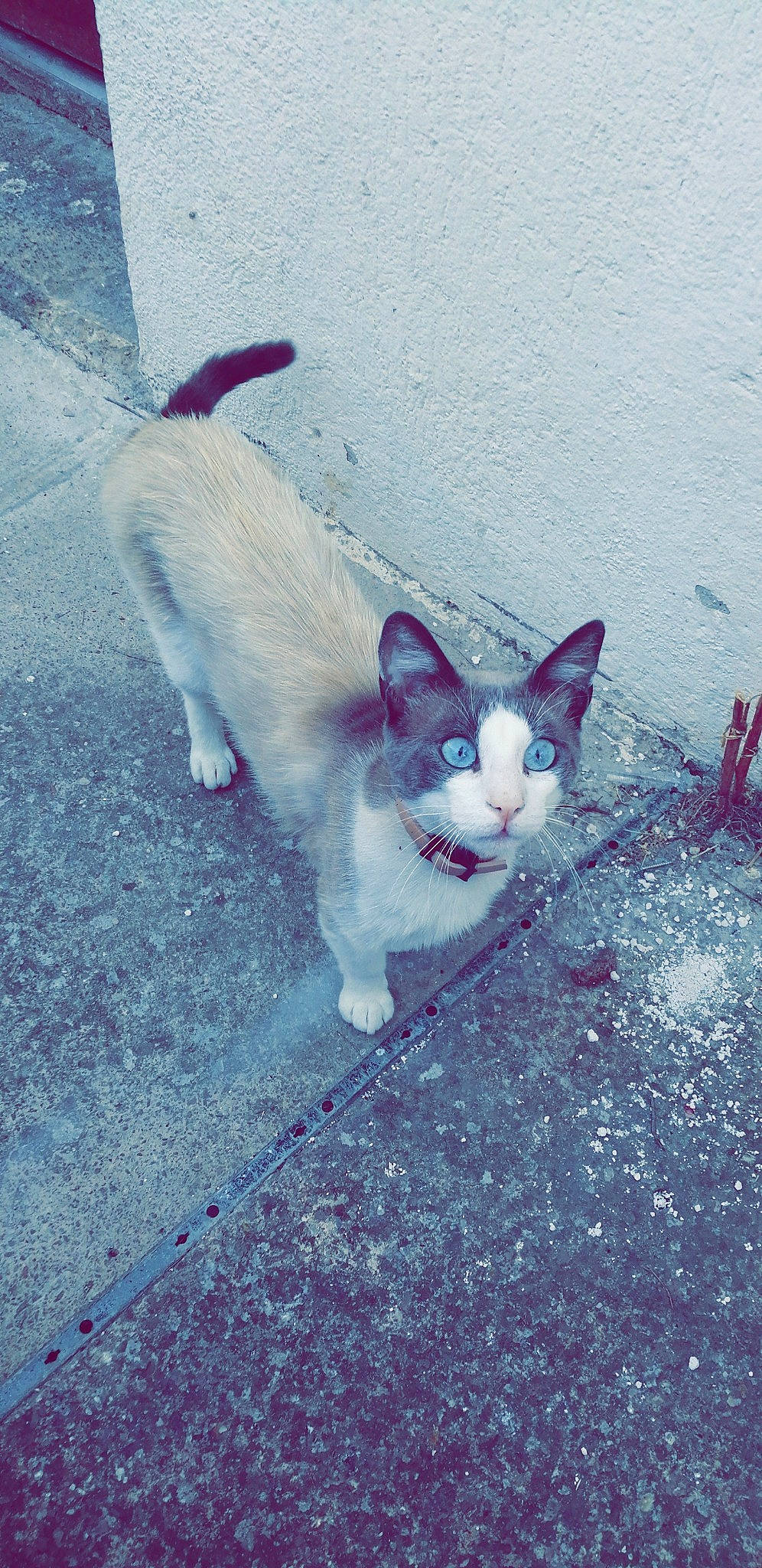 Nillo participe au concours pour gagner de l'argent avec cette photo : aegean_cat, carnivore, cat, domestic_short_haired_cat, eye, felidae, kitten, ojos_azules, plant, sky, small_to_medium_sized_cats, snapshot, tail, turkish_angora, turkish_van, whiskers