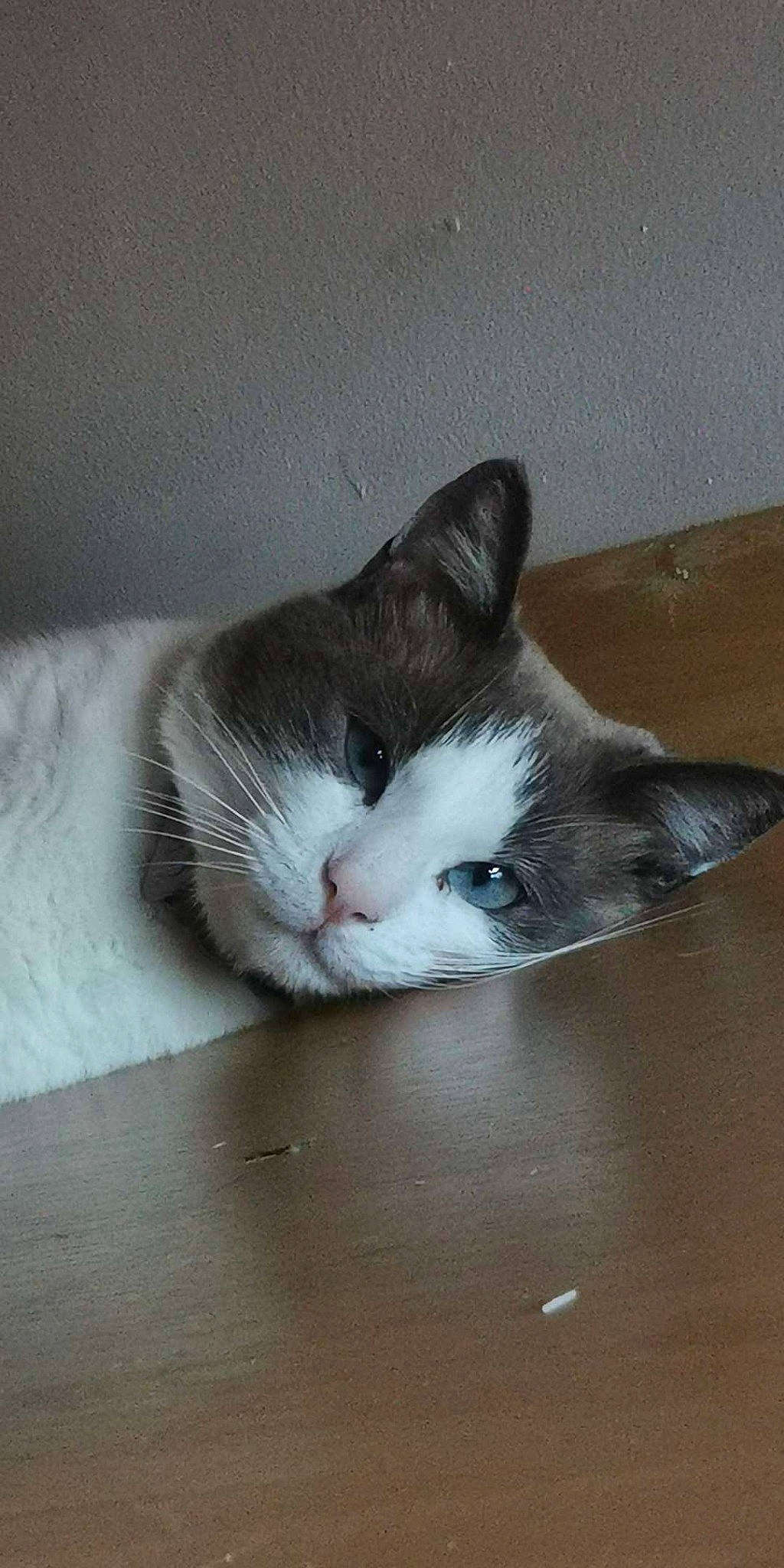 Nillo participe au concours pour gagner de l'argent avec cette photo : aegean_cat, carnivore, cat, domestic_short_haired_cat, european_shorthair, felidae, kitten, mammal, ojos_azules, small_to_medium_sized_cats, snowshoe, tail, whiskers