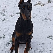 Athena participe au concours pour gagner de l'argent avec cette photo : alert, animal, black_and_tan, canine, cold, companion, doberman, dog, ears_up, fur, grass, mammal, nature, outdoor, pet, portrait, sitting, snow, winter, winter_climate