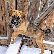 Kali is registered to the contest to win money with this photo: puppy, dog, snow, wooden_fence, cinder_block, outdoor, pet, young_dog, fur, animal, winter, curious, playful, paw, brown_dog, black_muzzle, tail, snowflakes, nature, daylight