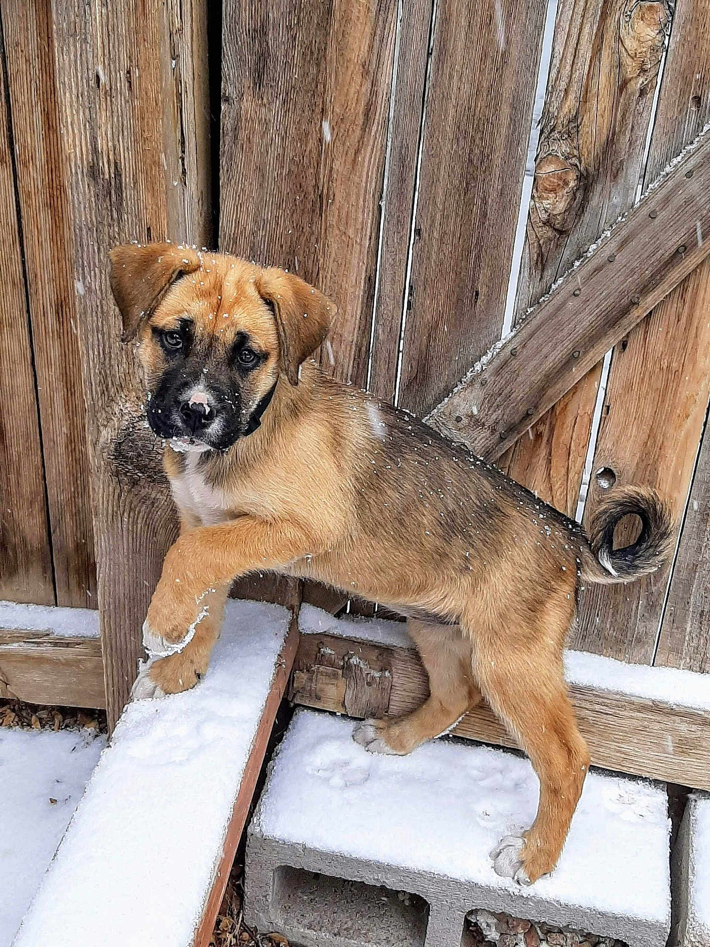 Kali is registered to the contest to win money with this photo: puppy, dog, snow, wooden_fence, cinder_block, outdoor, pet, young_dog, fur, animal, winter, curious, playful, paw, brown_dog, black_muzzle, tail, snowflakes, nature, daylight