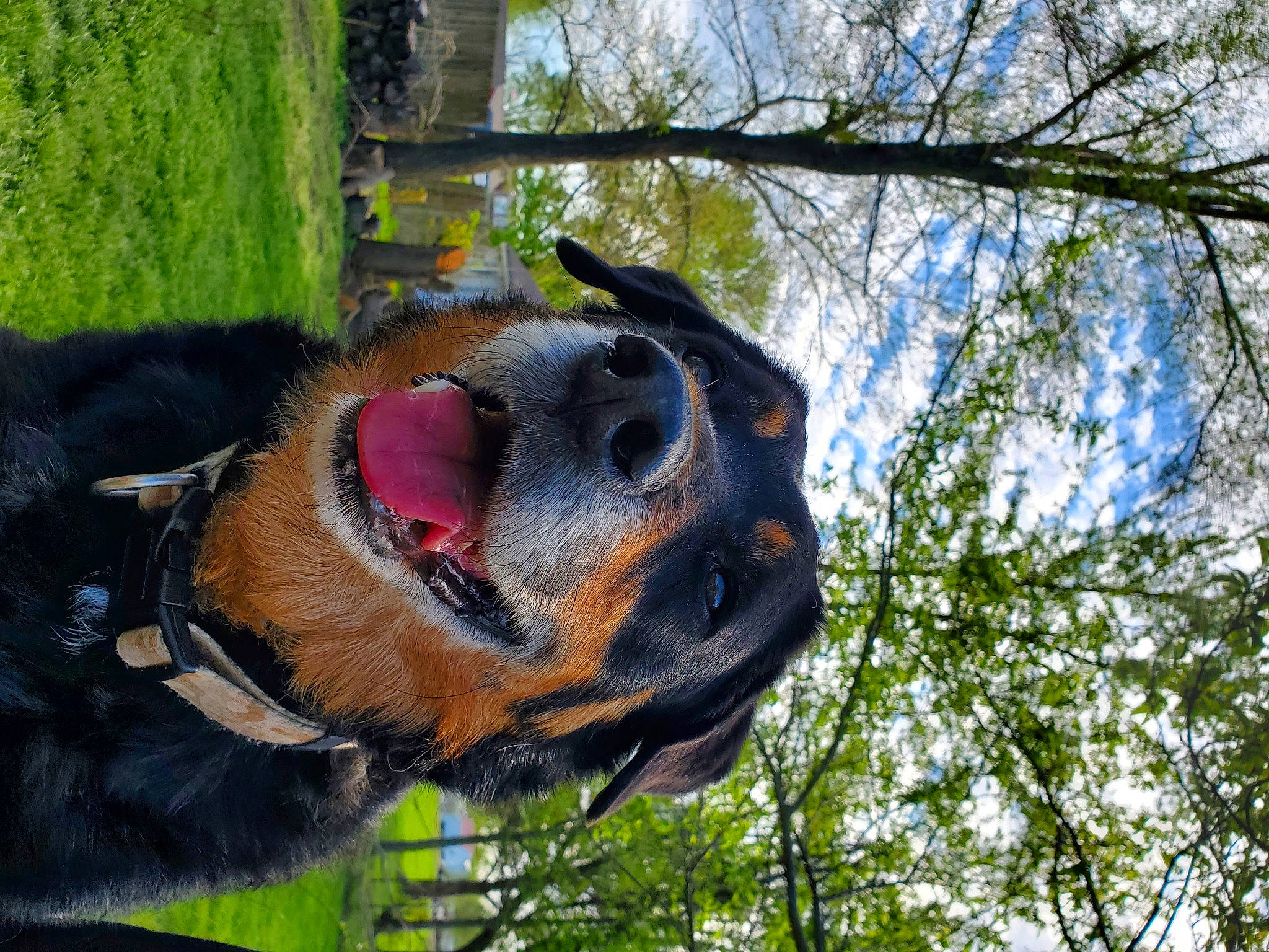Happy is registered to the contest to win money with this photo: canidae, carnivore, dog, dog_breed, ear, entlebucher_mountain_dog, fawn, nose, plant, rottweiler, snout, sporting_group, tree, working_dog