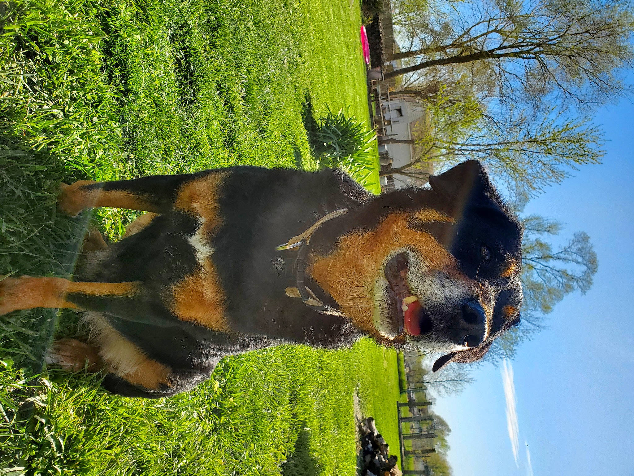 Happy is registered to the contest to win money with this photo: canidae, carnivore, dog, dog_breed, german_shepherd_dog, mammal, plant, snout, sporting_group, tail, tree