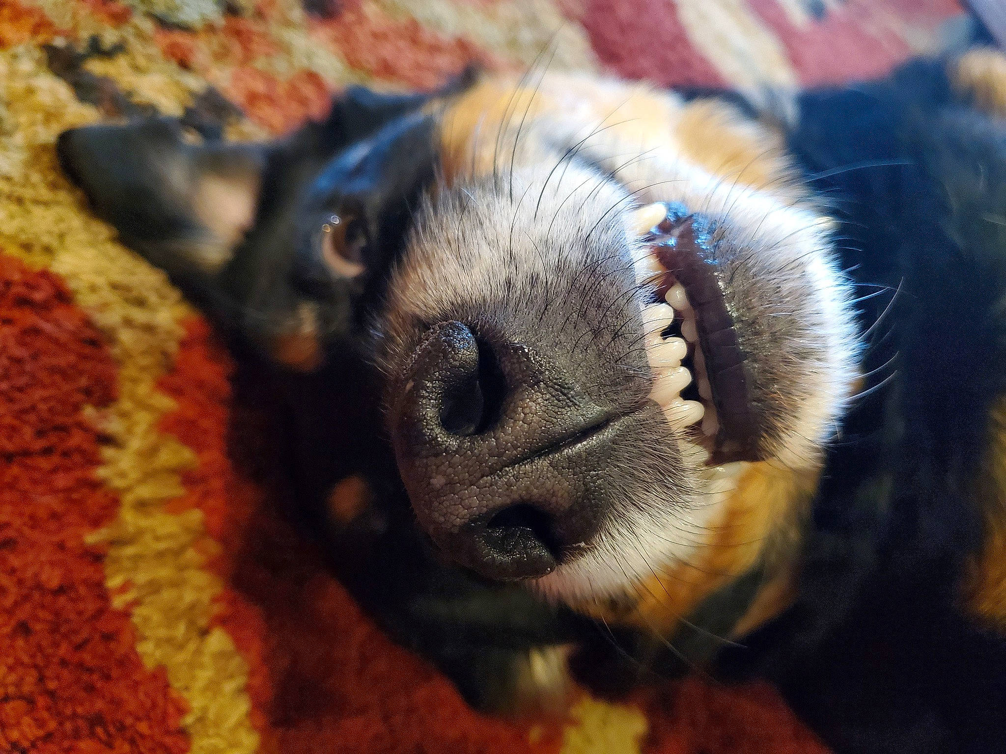 Happy joined the competition — help win amazing prizes! canidae, carnivore, claw, close_up, dog, dog_breed, eye, fawn, fur, nap, nose, paw, puppy, snout, whiskers