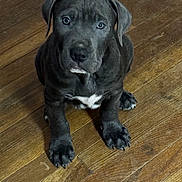 Ruger is registered to the contest to win money with this photo: dog, puppy, gray_puppy, blue_coat, sitting, wooden_floor, floorboards, white_chest_patch, big_paws, puppy_eyes, looking_up, pet, indoor, closeup, portrait, cute, canine, young, pawpads, short_fur