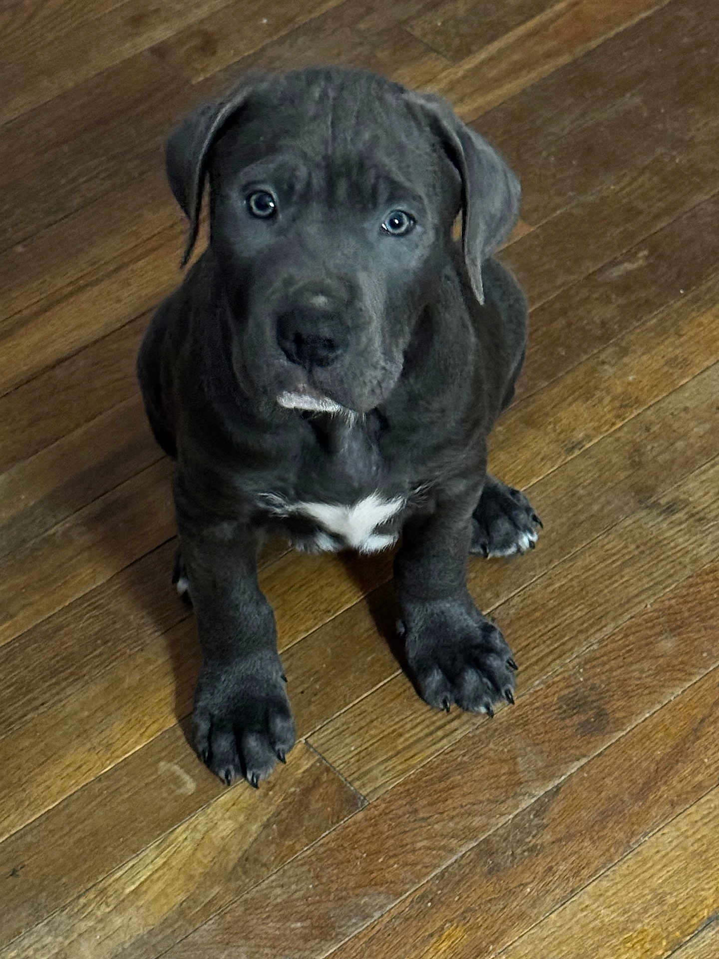 Ruger is registered to the contest to win money with this photo: dog, puppy, gray_puppy, blue_coat, sitting, wooden_floor, floorboards, white_chest_patch, big_paws, puppy_eyes, looking_up, pet, indoor, closeup, portrait, cute, canine, young, pawpads, short_fur