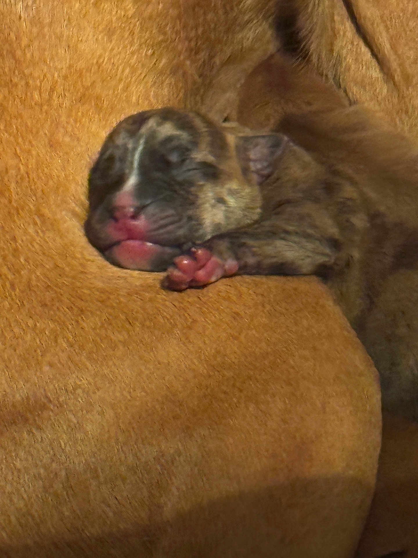 Lakoda joined the competition — help win amazing prizes! animal, brown, closeup, cozy, cute, dog, fur, mammal, mother, nestled, newborn, paw, pet, pink_nose, puppy, resting, sleeping, snuggling, soft, young