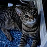 cat, tabby, indoor, pet, fur, whiskers, ears, eyes, curious, relaxed, blue_rug, wooden_railing, striped, animal, mammal, feline, closeup, texture, floor, resting