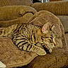 cat, tabby_cat, striped, feline, pet, indoors, armchair, blanket, brown, cozy, relaxed, fur, whiskers, ears, paws, resting, comfort, home, cushion, side_view