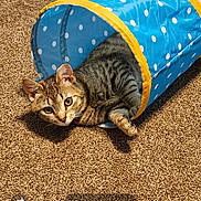 Luna is registered to the contest to win money with this photo: cat, tabby_cat, play_tunnel, blue, polka_dot, carpet, indoor, pet, animal, cute, feline, curious, resting, brown, striped, small, domestic, pet_toy, floor, looking