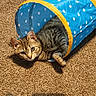 cat, tabby_cat, play_tunnel, blue, polka_dot, carpet, indoor, pet, animal, cute, feline, curious, resting, brown, striped, small, domestic, pet_toy, floor, looking