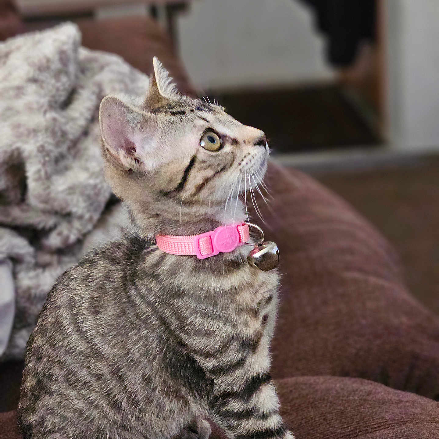Bella