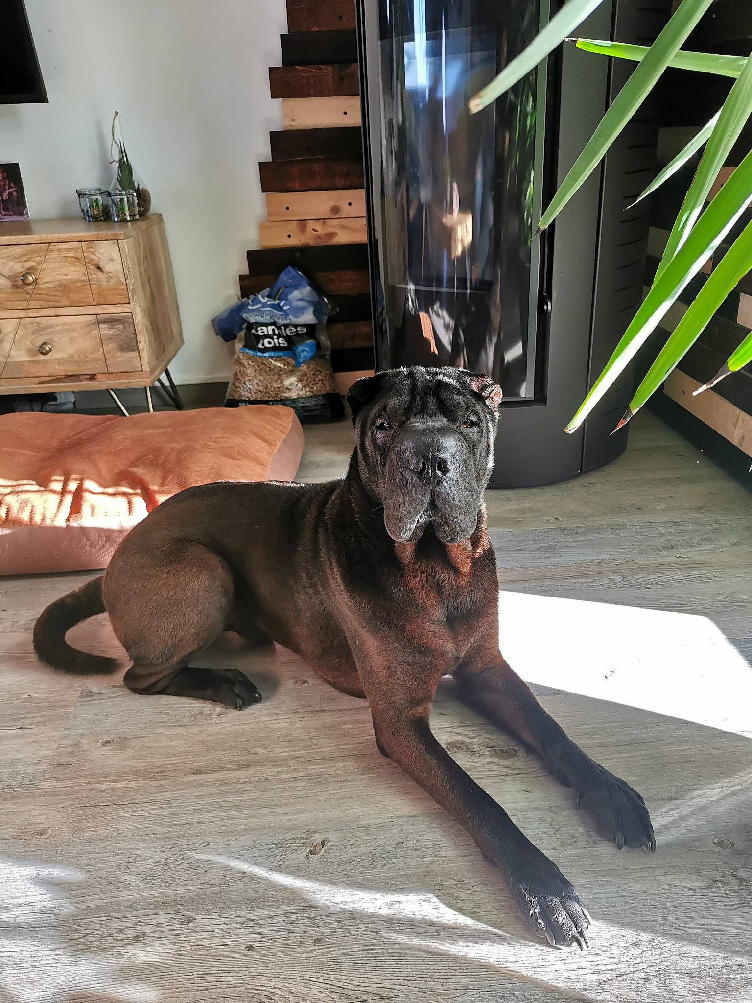 Pluton participe au concours pour gagner de l'argent avec cette photo : carnivore, companion_dog, dog, dog_breed, dog_collar, fawn, felidae, flooring, liver, metal, picture_frame, plant, shelf, snout, sporting_group, tail, terrestrial_animal, toy_dog, wood, working_animal