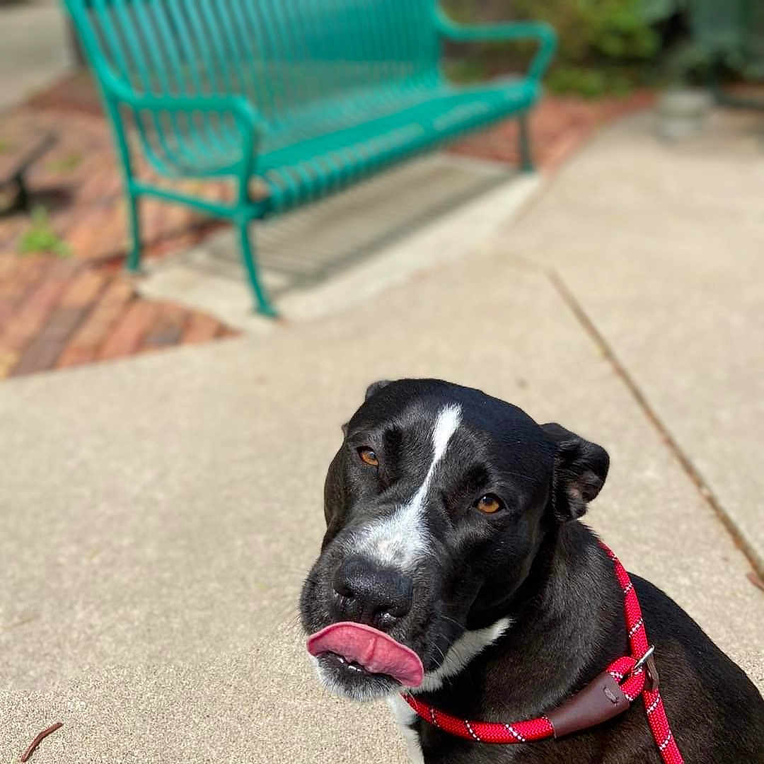 Nadia joined the competition — help win amazing prizes! accessories, animal, architecture, bench, building, canine, dog, furniture, grass, nature, outdoors, park, pet, plant, puppy, racket, shelter, sport, tennis, tennisracket