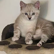 Atila a rejoint le concours — aidez-le/la à gagner de superbes lots ! kitten, cat, pet, animal, feline, cute, young, sitting, cozy, indoor, fur, whiskers, ears, paws, tabby, looking, resting, cat_tree, domestic, curious