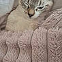 cat, winking, blanket, cozy, cute, fur, pet, resting, sleepy, indoor, animal, closeup, whiskers, ears, face, soft, comfort, relaxed, cute_pet, feline