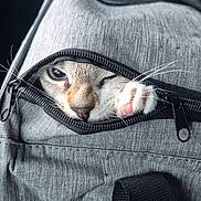 Atila a rejoint le concours — aidez-le/la à gagner de superbes lots ! animal, bag, car_interior, cat, closeup, curious, cute, eye, feline, fur, gray, hidden, indoor, paw, pet, playful, soft, transport, whiskers, zipper