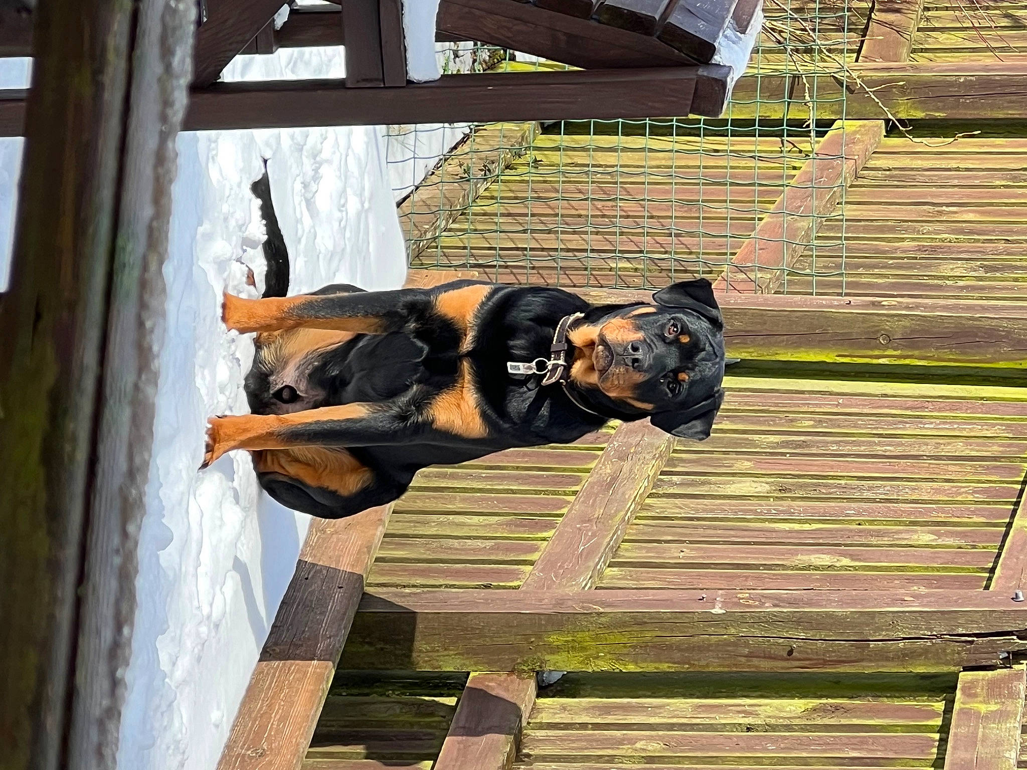 Gino joined the competition — help win amazing prizes! carnivore, companion_dog, dog, dog_breed, guard_dog, hardwood, house, personal_protective_equipment, plank, sporting_group, stallion, window, wood, working_animal, working_dog