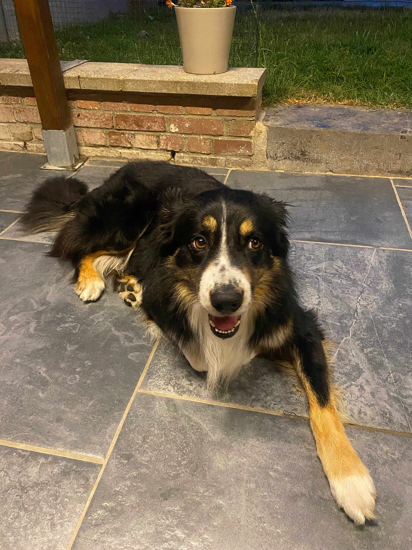 Shadow a rejoint le concours — aidez-le/la à gagner de superbes lots ! dog, tricolor, outdoor, tile_floor, brick_wall, flower_pot, grass, pet, canine, smiling, fur, paw, animal, friendly, resting, cute, companion, happy, looking_up, nature
