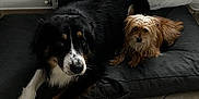 Shadow participe au concours pour gagner de l'argent avec cette photo : dog, pets, indoor, cushion, floor_tiles, curtains, black_fur, brown_fur, small_dog, large_dog, resting, companion, cute, animal, cozy, relaxed, domestic, friendship, home, laying_down