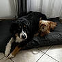 dog, pets, indoor, cushion, floor_tiles, curtains, black_fur, brown_fur, small_dog, large_dog, resting, companion, cute, animal, cozy, relaxed, domestic, friendship, home, laying_down