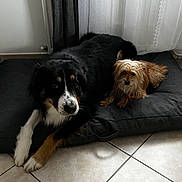 Shadow a rejoint le concours — aidez-le/la à gagner de superbes lots ! dog, pets, indoor, cushion, floor_tiles, curtains, black_fur, brown_fur, small_dog, large_dog, resting, companion, cute, animal, cozy, relaxed, domestic, friendship, home, laying_down
