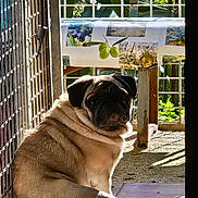 Mahé a rejoint le concours — aidez-le/la à gagner de superbes lots ! animal, balcony, companion, cute, daylight, dog, fence, greenery, looking_back, metal_gate, nature, outdoor, pet, portrait, pug, relaxed, shadow, sitting, sunlight, terracotta_tiles