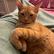 Voyou a rejoint le concours — aidez-le/la à gagner de superbes lots ! cat, ginger_cat, pet, animal, feline, relaxed, sleepy, cozy, indoor, blanket, soft_texture, fur, whiskers, paw, ears, home, resting, cute, mammal, companion