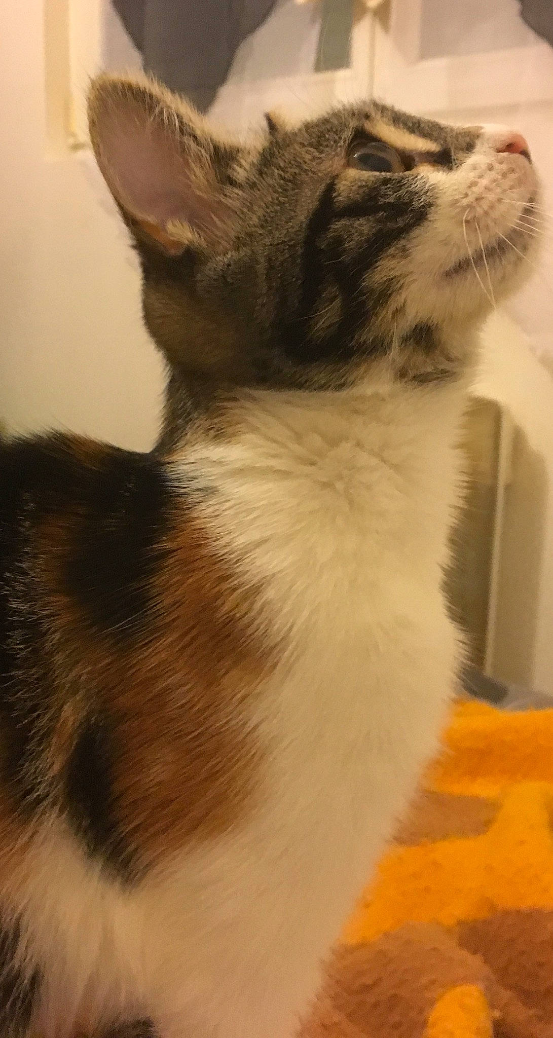 Naiya a rejoint le concours — aidez-le/la à gagner de superbes lots ! aegean_cat, cat, cat_like_mammal, domestic_short_haired_cat, fauna, fur, kitten, small_to_medium_sized_cats, snout, tail, whiskers