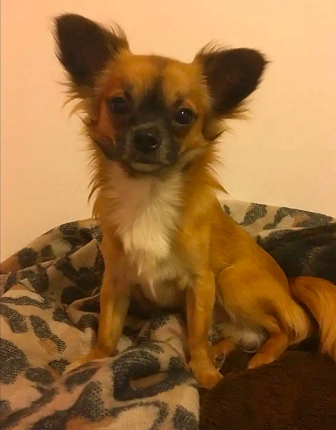 Noucky a rejoint le concours — aidez-le/la à gagner de superbes lots ! canidae, carnivore, chihuahua, companion_dog, dog, dog_breed, fawn, mammal, puppy, russkiy_toy, snout, sporting_group, toy_dog, vertebrate, whiskers