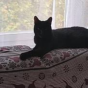 Eddy participe au concours pour gagner de l'argent avec cette photo : animal, black_cat, cat, couch, cozy, curtain, daylight, domestic, feline, home, indoor, mysterious, patterned_fabric, pet, quiet, relaxing, resting, shadow, still_life, window