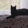 animal, black_cat, cat, couch, cozy, curtain, daylight, domestic, feline, home, indoor, mysterious, patterned_fabric, pet, quiet, relaxing, resting, shadow, still_life, window