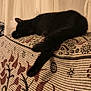 Eddy participe au concours pour gagner de l'argent avec cette photo : animal, black_cat, cat, cozy, curtains, domestic, fabric, furniture, home, indoor, patterned_fabric, paw, pet, quiet, relaxation, resting, sleeping, soft_light, tail, window