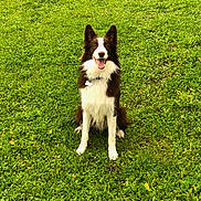 Meyko a rejoint le concours — aidez-le/la à gagner de superbes lots ! dog, border_collie, grass, outdoor, pet, happy, smiling, sitting, green, nature, animal, canine, fur, ears, collar, playful, friendly, tongue, daylight, field