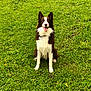 dog, border_collie, grass, outdoor, pet, happy, smiling, sitting, green, nature, animal, canine, fur, ears, collar, playful, friendly, tongue, daylight, field