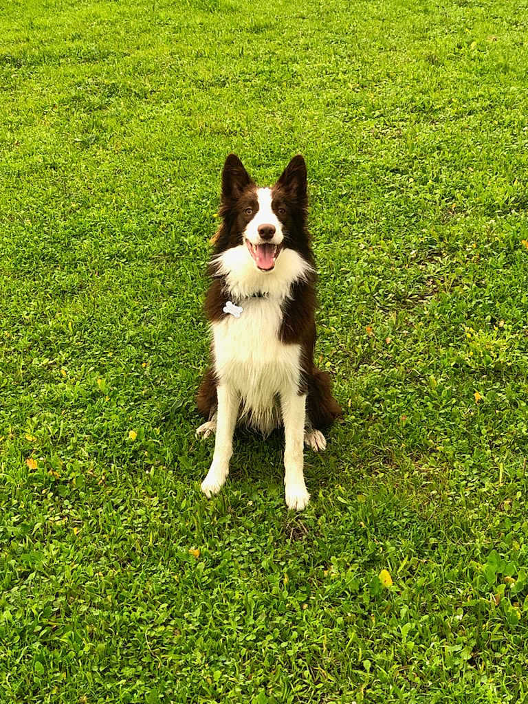 Meyko a rejoint le concours — aidez-le/la à gagner de superbes lots ! dog, border_collie, grass, outdoor, pet, happy, smiling, sitting, green, nature, animal, canine, fur, ears, collar, playful, friendly, tongue, daylight, field