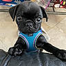 dog, pug, puppy, black_dog, harness, blue_harness, pet, animal, portrait, sitting, front_facing, short_muzzle, floppy_ears, large_eyes, paws, leather_seat, indoor, tiled_floor, board_games, cute