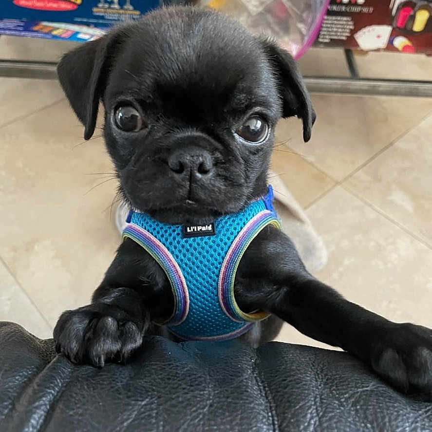 Rocky