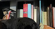 Rocky joined the competition — help win amazing prizes! dog, black_dog, sleeping, resting, pet, animal, dog_bed, blanket, cushion, bookshelf, books, binders, storage_box, pink_box, home, indoors, floor, cozy, nap, portrait