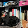 dog, black_dog, sleeping, resting, pet, animal, dog_bed, blanket, cushion, bookshelf, books, binders, storage_box, pink_box, home, indoors, floor, cozy, nap, portrait