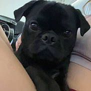 Rocky is registered to the contest to win money with this photo: dog, puppy, black_dog, pet, animal, portrait, indoor, close_up, sitting, lying_down, floppy_ears, short_fur, dark_coat, eyes, nose, paws, person, legs, couch, home